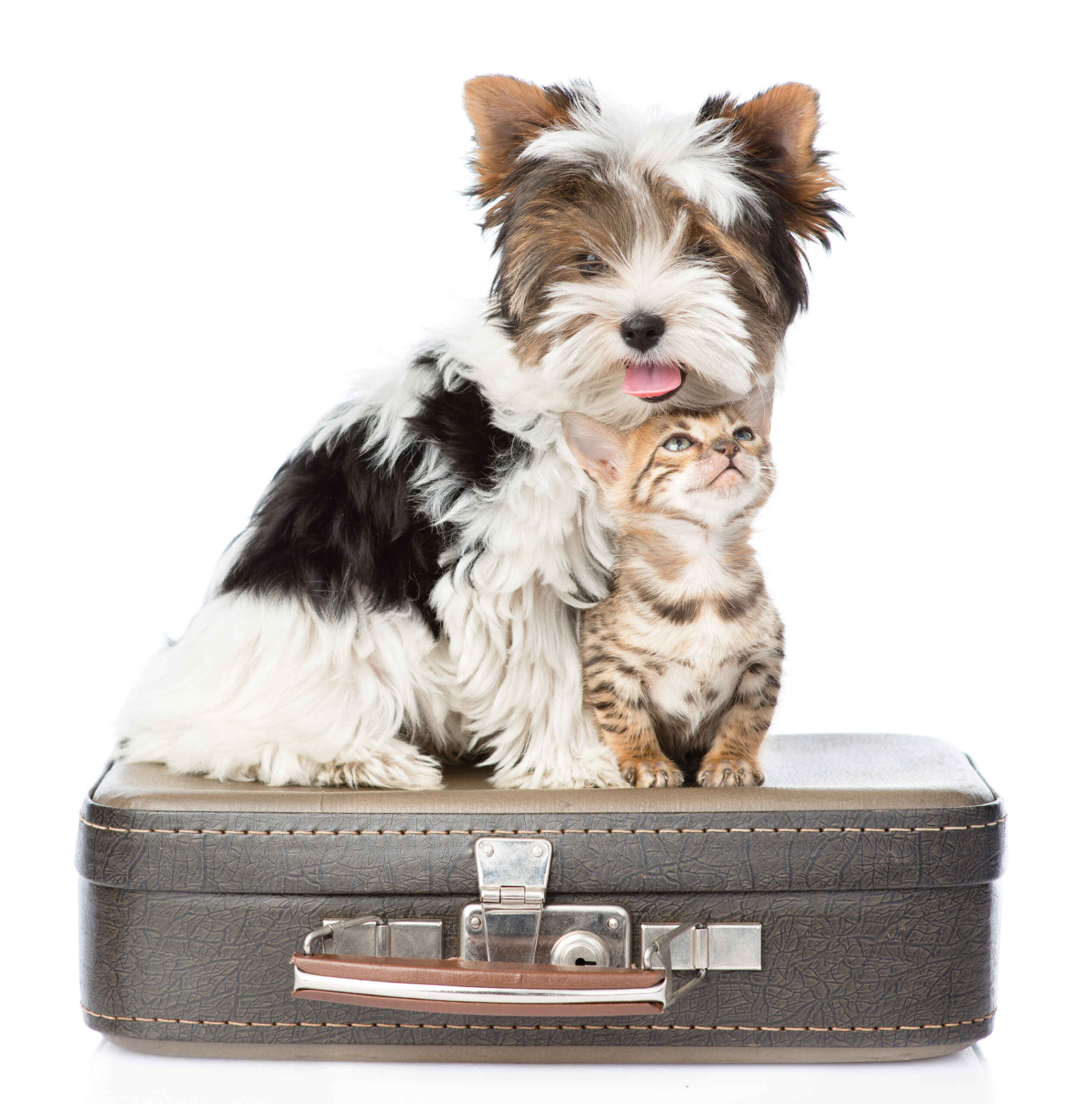 Biewer-Yorkshire terrier and bengal cat sitting on a bag. isolat