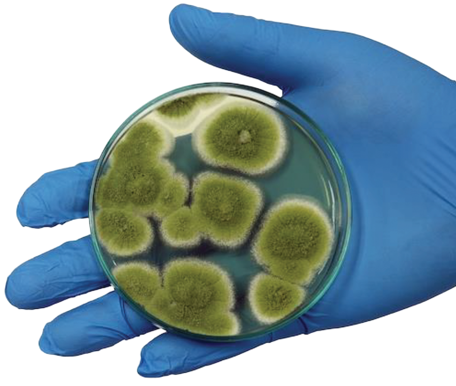 Fungus-Among-Us